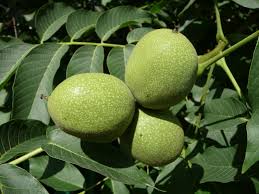 JUGLANS REGIA.jpg